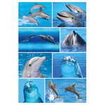 Matrica HERMA Decor No.15057,