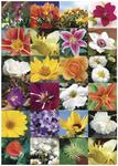 Matrica HERMA Decor No.03077,