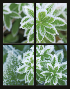 Falinaptár 315x450 mm, álló, Flowers, spirálos, 14 lap, képes