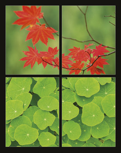 Falinaptár 315x450 mm, álló, Flowers, spirálos, 14 lap, képes