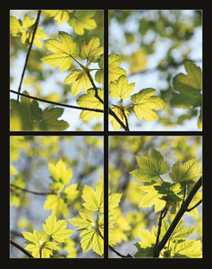 Falinaptár 315x450 mm, álló, Flowers, spirálos, 14 lap, képes