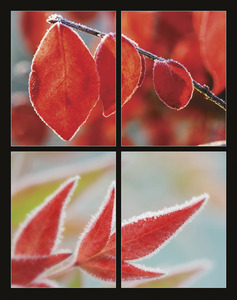 Falinaptár 315x450 mm, álló, Flowers, spirálos, 14 lap, képes