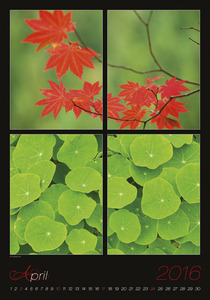 Falinaptár 315x450 mm, álló, Flowers, spirálos, 14 lap, képes