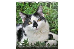 Falinaptár Cats 30x34cm REALSYSTEM 6087-CA képes, ikerspirálos