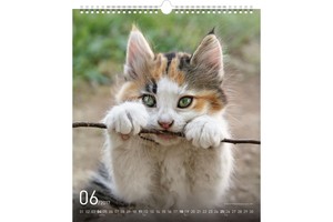 Falinaptár Cats 30x34cm REALSYSTEM 6087-CA képes, ikerspirálos