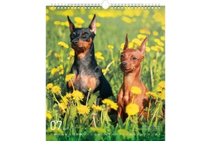 Falinaptár Dogs 30x34cm REALSYSTEM 6087-DO képes, ikerspirálos