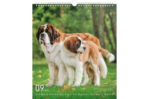 Falinaptár Dogs 30x34cm REALSYSTEM 6087-DO képes, ikerspirálos