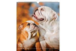 Falinaptár Dogs 30x34cm REALSYSTEM 6087-DO képes, ikerspirálos