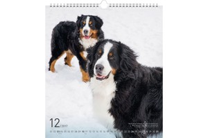 Falinaptár Dogs 30x34cm REALSYSTEM 6087-DO képes, ikerspirálos