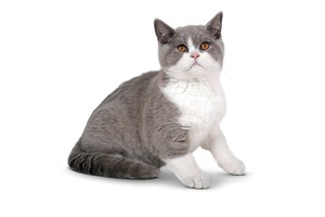 Falinaptár Cats 30x30/30x60cm REALSYSTEM 6097 képes, tűzött, 7 lapos