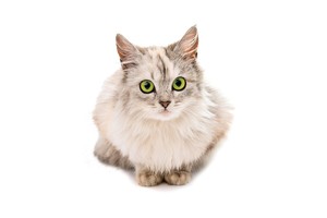 Falinaptár Cats 30x30/30x60cm REALSYSTEM 6097 képes, tűzött, 7 lapos