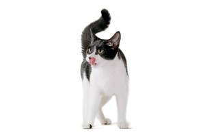 Falinaptár Cats 30x30/30x60cm REALSYSTEM 6097 képes, tűzött, 7 lapos