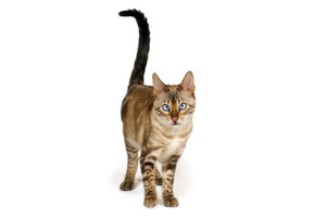 Falinaptár Cats 30x30/30x60cm REALSYSTEM 6097 képes, tűzött, 7 lapos