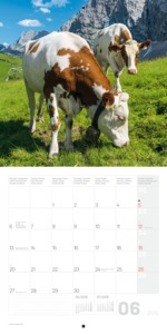 Falinaptár Cows 30x30/30x60cm REALSYSTEM 6097-CW képes