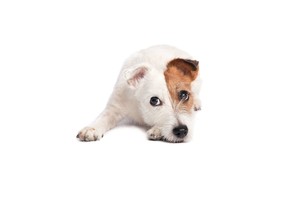 Falinaptár Dogs 30x30/30x60cm REALSYSTEM 6097 képes, tűzött, 7 lapos