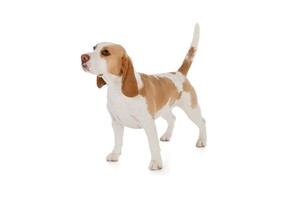 Falinaptár Dogs 30x30/30x60cm REALSYSTEM 6097 képes, tűzött, 7 lapos