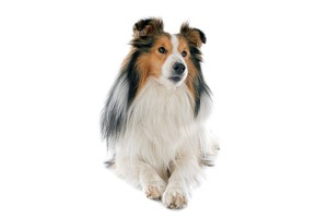 Falinaptár Dogs 30x30/30x60cm REALSYSTEM 6097 képes, tűzött, 7 lapos