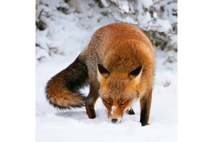 Falinaptár Foxie Family 30x30cm, REALSYSTEM 6097 képes, tűzött,