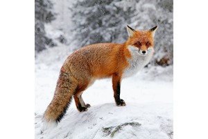 Falinaptár Foxie Family 30x30cm, REALSYSTEM 6097 képes, tűzött,