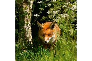 Falinaptár Foxie Family 30x30cm, REALSYSTEM 6097 képes, tűzött,