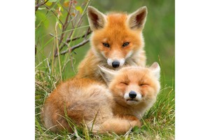Falinaptár Foxie Family 30x30cm, REALSYSTEM 6097 képes, tűzött,