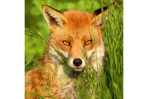 Falinaptár Foxie Family 30x30cm, REALSYSTEM 6097 képes, tűzött,