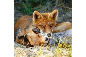 Falinaptár Foxie Family 30x30cm, REALSYSTEM 6097 képes, tűzött,