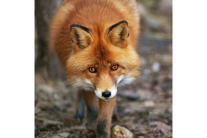 Falinaptár Foxie Family 30x30cm, REALSYSTEM 6097 képes, tűzött,