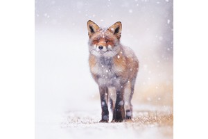 Falinaptár Foxie Family 30x30cm, REALSYSTEM 6097 képes, tűzött,