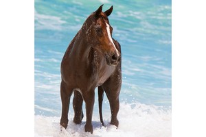 Falinaptár Horses & the Sea 30x30cm, REALSYSTEM 6097képes, tűzött