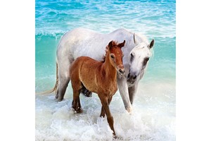 Falinaptár Horses & the Sea 30x30cm, REALSYSTEM 6097képes, tűzött
