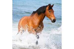Falinaptár Horses & the Sea 30x30cm, REALSYSTEM 6097képes, tűzött