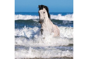 Falinaptár Horses & the Sea 30x30cm, REALSYSTEM 6097képes, tűzött
