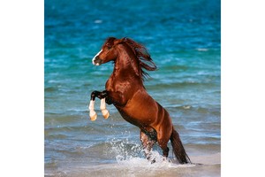 Falinaptár Horses & the Sea 30x30cm, REALSYSTEM 6097képes, tűzött