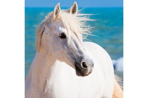 Falinaptár Horses & the Sea 30x30cm, REALSYSTEM 6097képes, tűzött