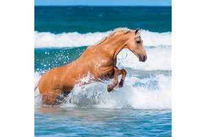 Falinaptár Horses & the Sea 30x30cm, REALSYSTEM 6097képes, tűzött