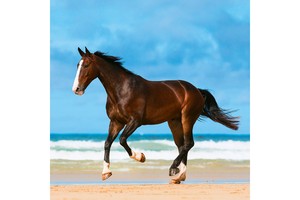 Falinaptár Horses & the Sea 30x30cm, REALSYSTEM 6097képes, tűzött