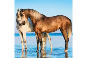 Falinaptár Horses & the Sea 30x30cm, REALSYSTEM 6097képes, tűzött