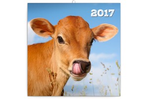 Falinaptár Little calves 30x30cm, REALSYSTEM 6097 képes, tűzött