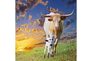 Falinaptár Little calves 30x30cm, REALSYSTEM 6097 képes, tűzött