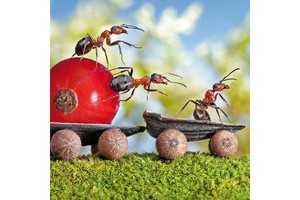 Falinaptár Microcosmos 30x30cm REALSYSTEM 6097 képes, tűzött, 7 lapos