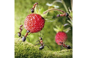 Falinaptár Microcosmos 30x30cm REALSYSTEM 6097 képes, tűzött, 7 lapos