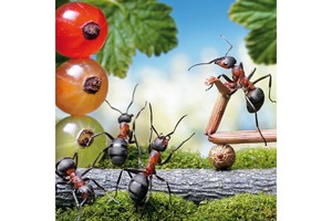 Falinaptár Microcosmos 30x30cm REALSYSTEM 6097 képes, tűzött, 7 lapos