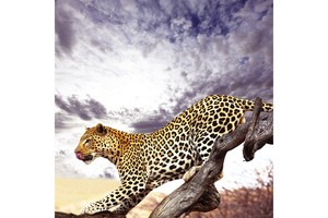 Falinaptár Wild Africa 30x30cm REALSYSTEM 6097-WA képes, tűzött