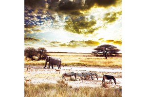 Falinaptár Wild Africa 30x30cm REALSYSTEM 6097-WA képes, tűzött