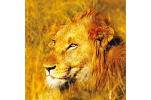 Falinaptár Wild Africa 30x30cm REALSYSTEM 6097-WA képes, tűzött