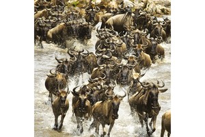 Falinaptár Wild Africa 30x30cm REALSYSTEM 6097-WA képes, tűzött