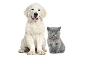 Falinaptár Young Love-Kittens & Puppies 30x30cm REALSYSTEM 6097-YL