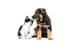 Falinaptár Young Love-Kittens & Puppies 30x30cm REALSYSTEM 6097-YL