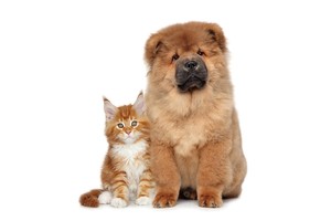 Falinaptár Young Love-Kittens & Puppies 30x30cm REALSYSTEM 6097-YL
